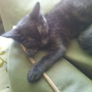 Meet your Posher, Morgan